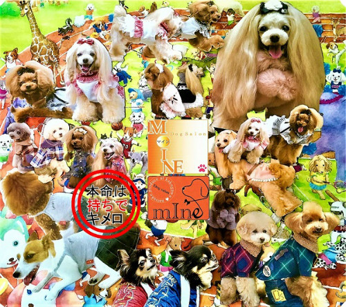 本命は持ちでキメろ。数あるオールシザー仕様店に高品質なエッセンスを加えたのが「マインの綿あめスタイル」